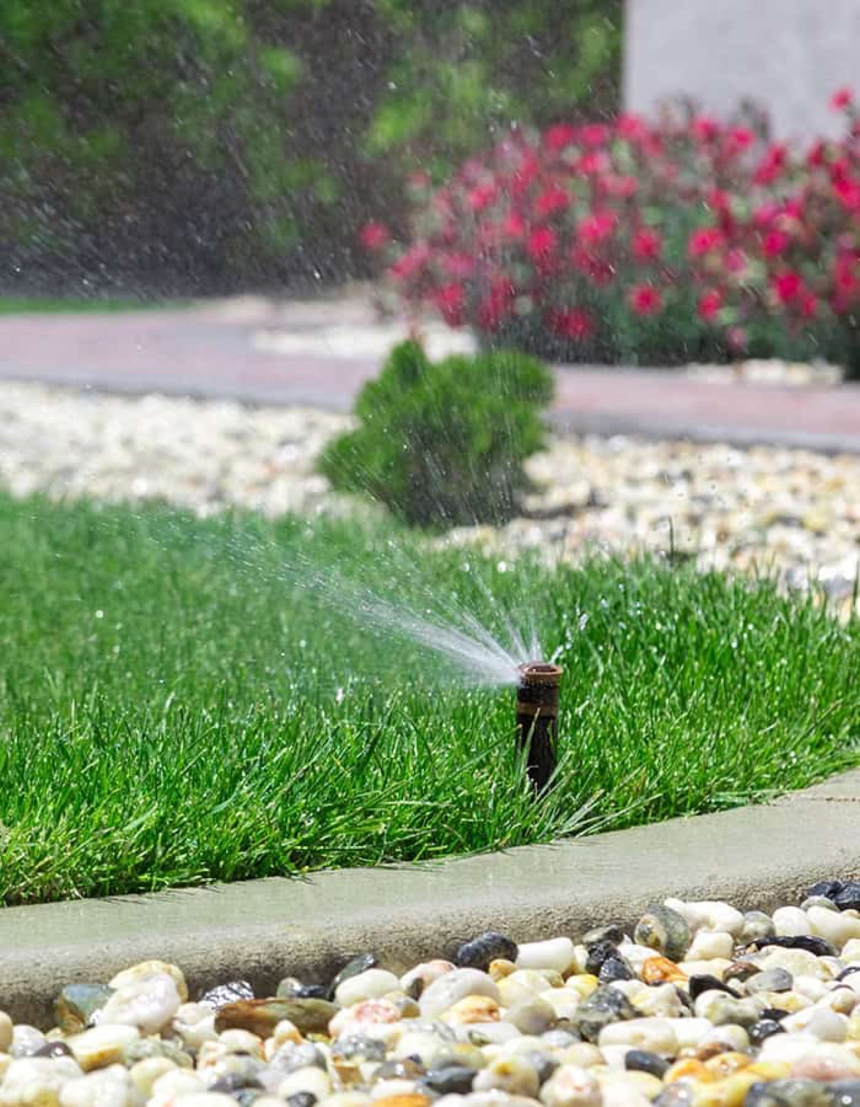 Irrigation sprinkler head watering a lawn