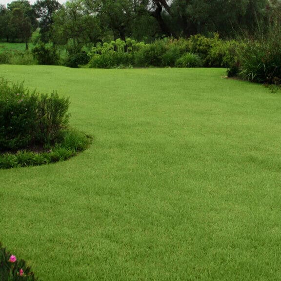 Freshly installed zoysia sod