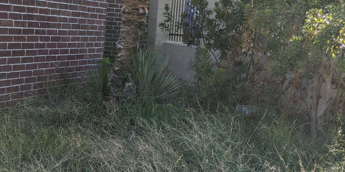 Landscape bed in the Brazos Valley